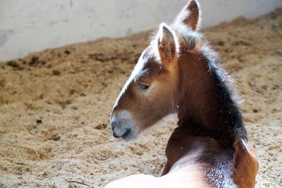 Close-up of a horse