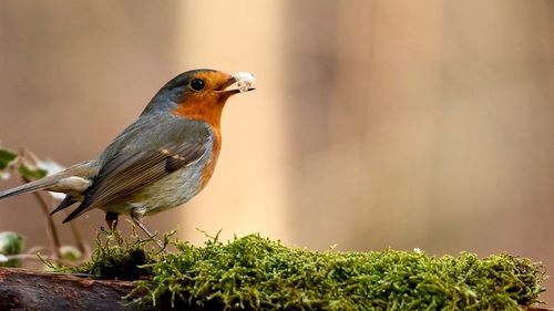 Close-up of bird perching on wood