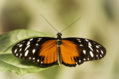 Close-up of butterfly pollinating flower