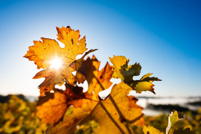 sunlight