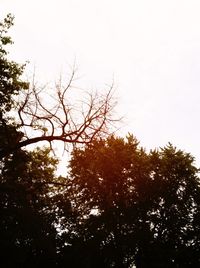 Low angle view of trees against clear sky