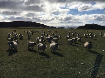 Flock of sheep grazing on field against sky