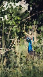 View of peacock on field