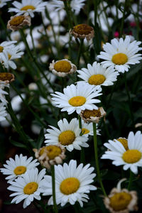 Close-up of white daisy flowers