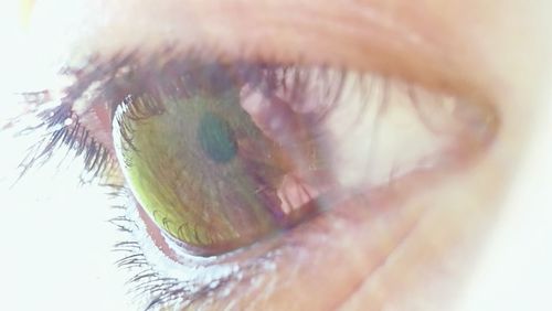 Macro shot of human eye