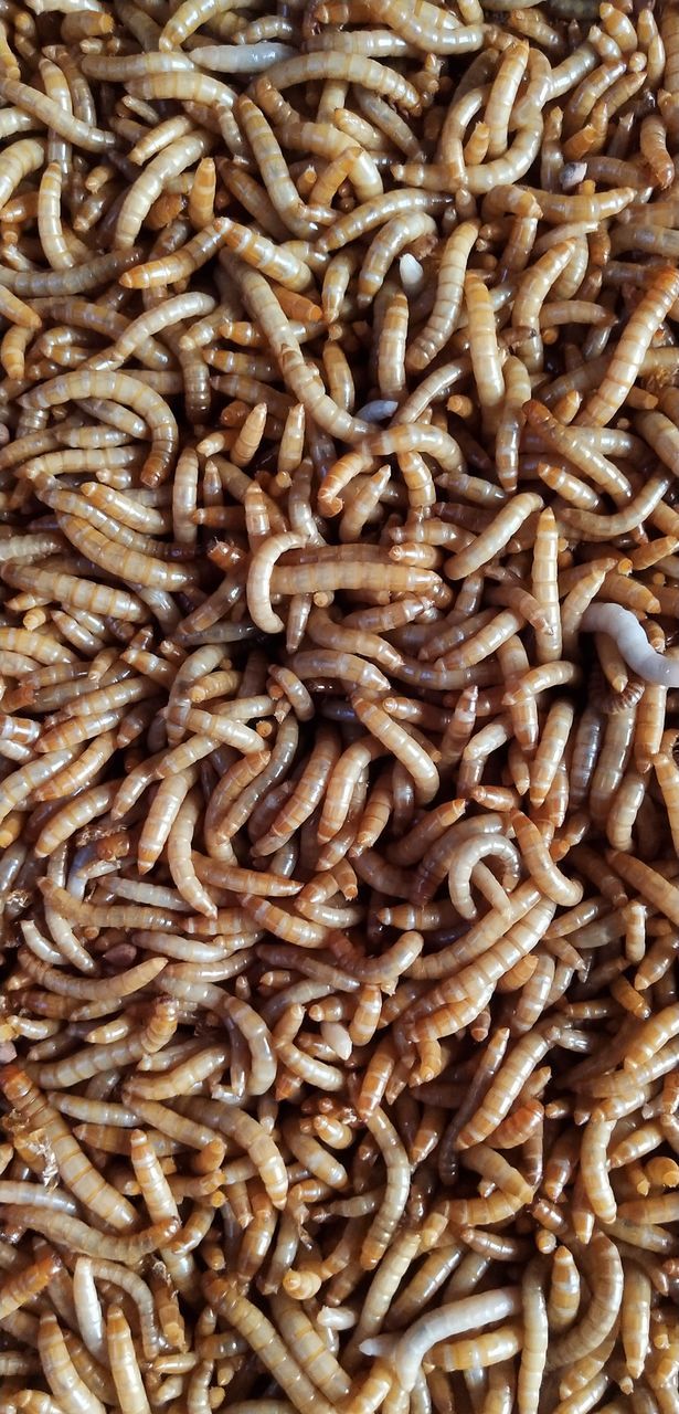 full frame, food and drink, food, abundance, backgrounds, no people, freshness, sunflower seed, large group of objects, produce, whole grain, close-up, brown, still life, healthy eating, pattern, wellbeing, indoors, raw food