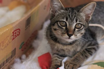 Close-up portrait of cat with eyes