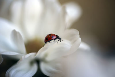 Close-up of ladybug on white flower