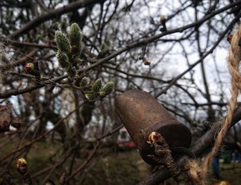 Close-up of fruit on tree