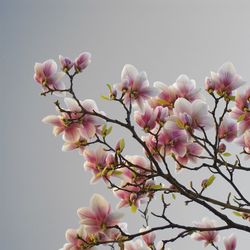 Close-up of pink flowers