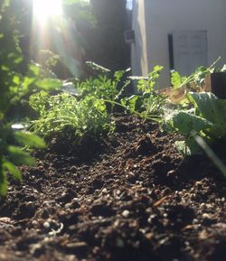 Close-up of fresh green plants