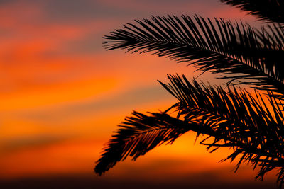 Silhouette palm tree against sky during sunset