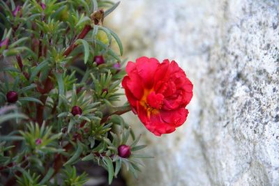 Close-up of red flowers blooming outdoors