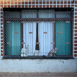 Cats in the window