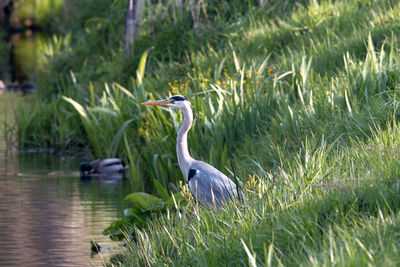 High angle view of crane perching on grass