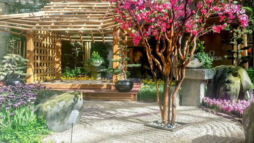 Potted plants in backyard