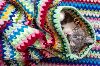 Close-up of cat sleeping in textile