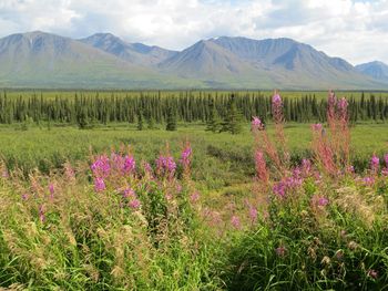 Scenic view of landscape