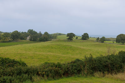 pasture