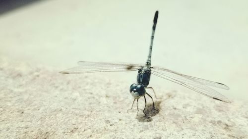 Close-up of damselfly on stick