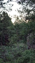 Close-up of trees in forest