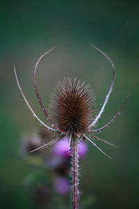 Close-up of dandelion against blurred background