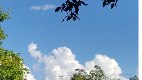 Low angle view of trees against blue sky