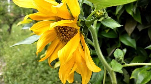 Close-up of yellow sunflower