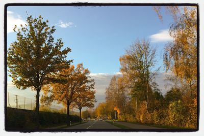 Road passing through trees