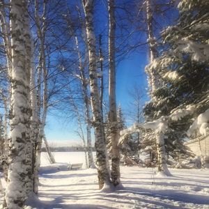 Bare trees on snow covered landscape against sky
