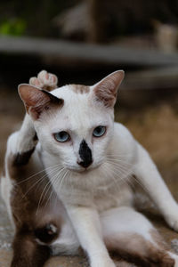 White cat sitting with legs raised