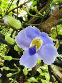 Close-up of purple iris flower