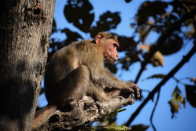 Low angle view of monkey sitting on tree trunk