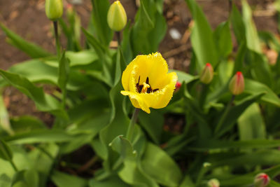 Close-up of yellow flower