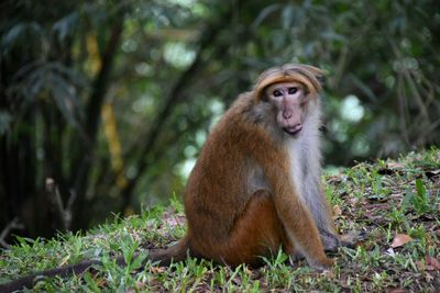 Monkey sitting on grass