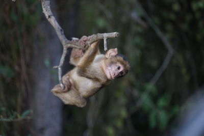 Close-up of monkey on branch