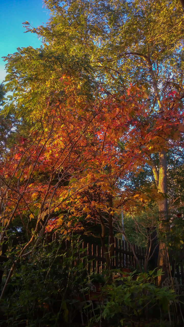 CLOSE-UP OF TREES AGAINST SKY