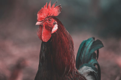 Close-up of rooster