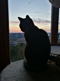 Close-up of cat looking through window