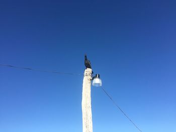 Low angle view of bird perching on cable against clear blue sky