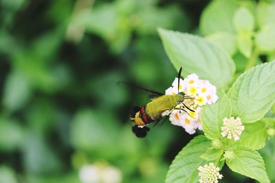 Close-up of butterfly pollinating on flower