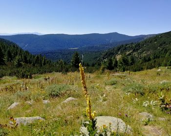 Scenic view of landscape against clear sky