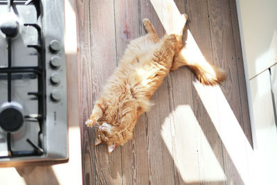 Directly above shot of cat relaxing on floorboard at home