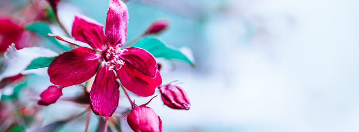 Close-up of pink flowering plant