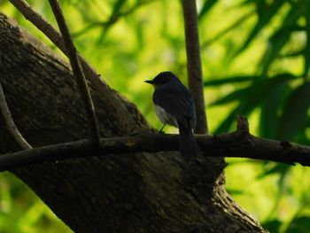 Low angle view of bird perching on tree