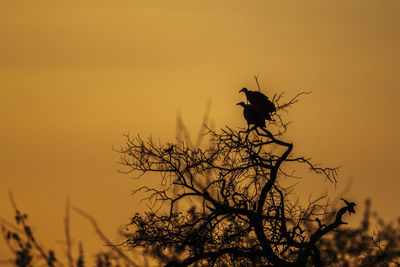 Low angle view of bird perching on tree against sky during sunset