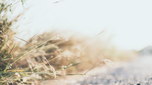 Close-up of dry plant on field against sky