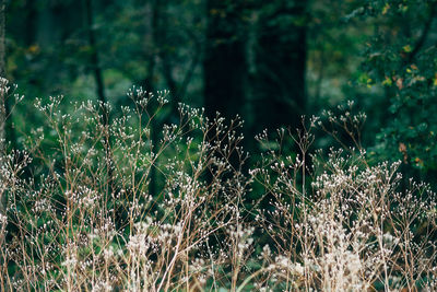 Plants growing in forest