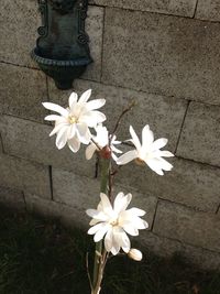 Close-up of white flowers