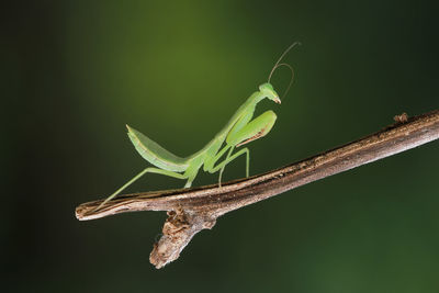 Close-up of insect on leaf